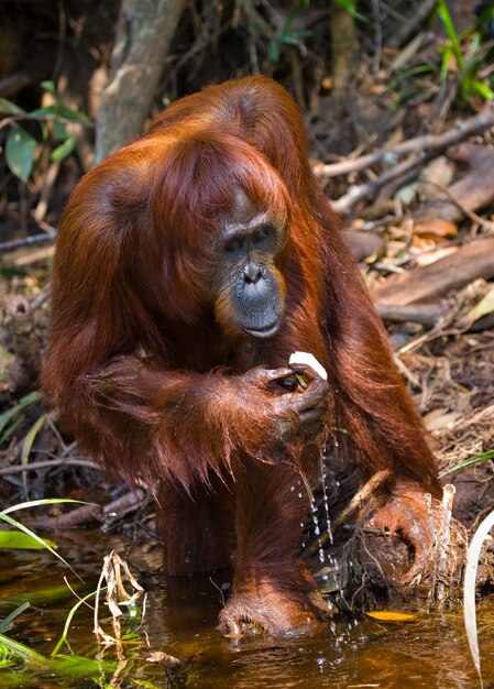 Macaco dourado feio bonito chinês macaco de nariz arrebitado