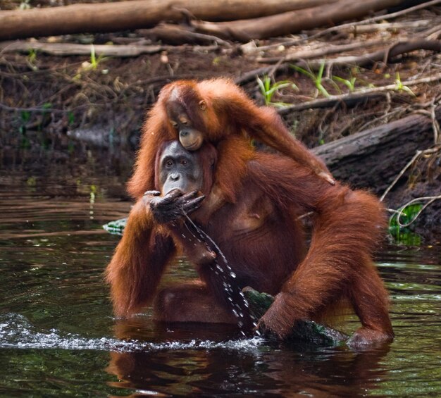 Orangotango fêmea e bebê estão bebendo água do rio na selva. Indonésia. A ilha de Kalimantan (Bornéu).