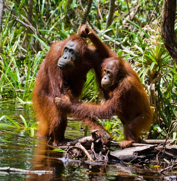 Orangotango fêmea e bebê estão bebendo água do rio na selva. Indonésia. A ilha de Kalimantan (Bornéu).