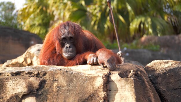 Orangotango no zoológico de Cingapura