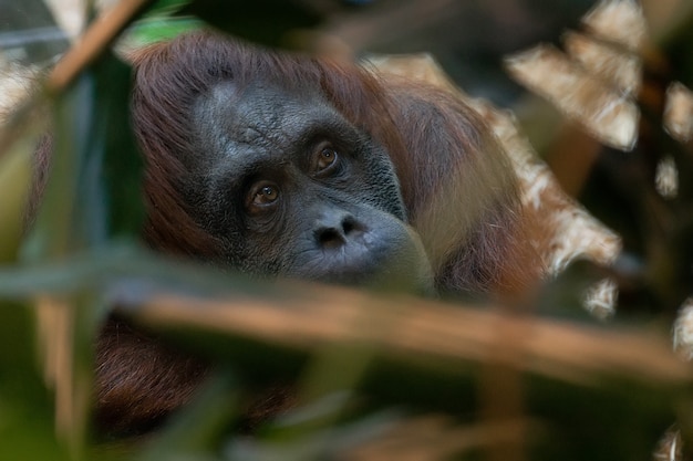 Orangotango no zoológico