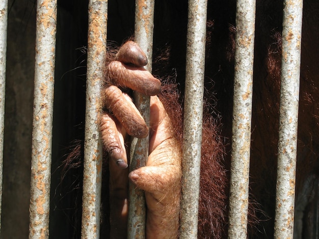 Foto orangotango segurando barras de ferro em gaiola