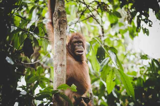 Orangotango selvagem em Bornéu. Pongo pygmaeus é uma espécie nativa da ilha de Bornéu.