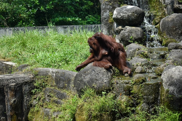 Foto orangotangos no zoológico de yogyakarta