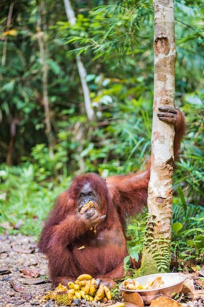 Orangután de Borneo Pongo pygmaeus en el nombre latino orangután semi salvaje en Malasia