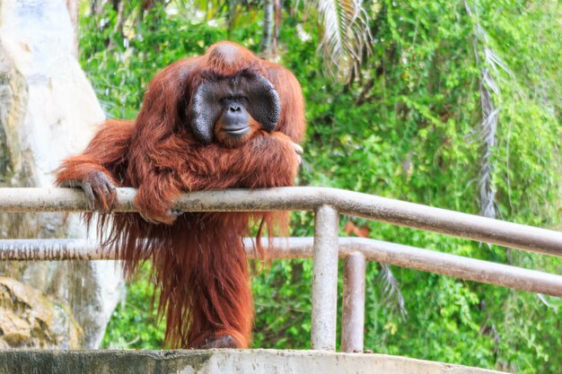 Orangután de Borneo (Pongo pygmaeus) en Tailandia