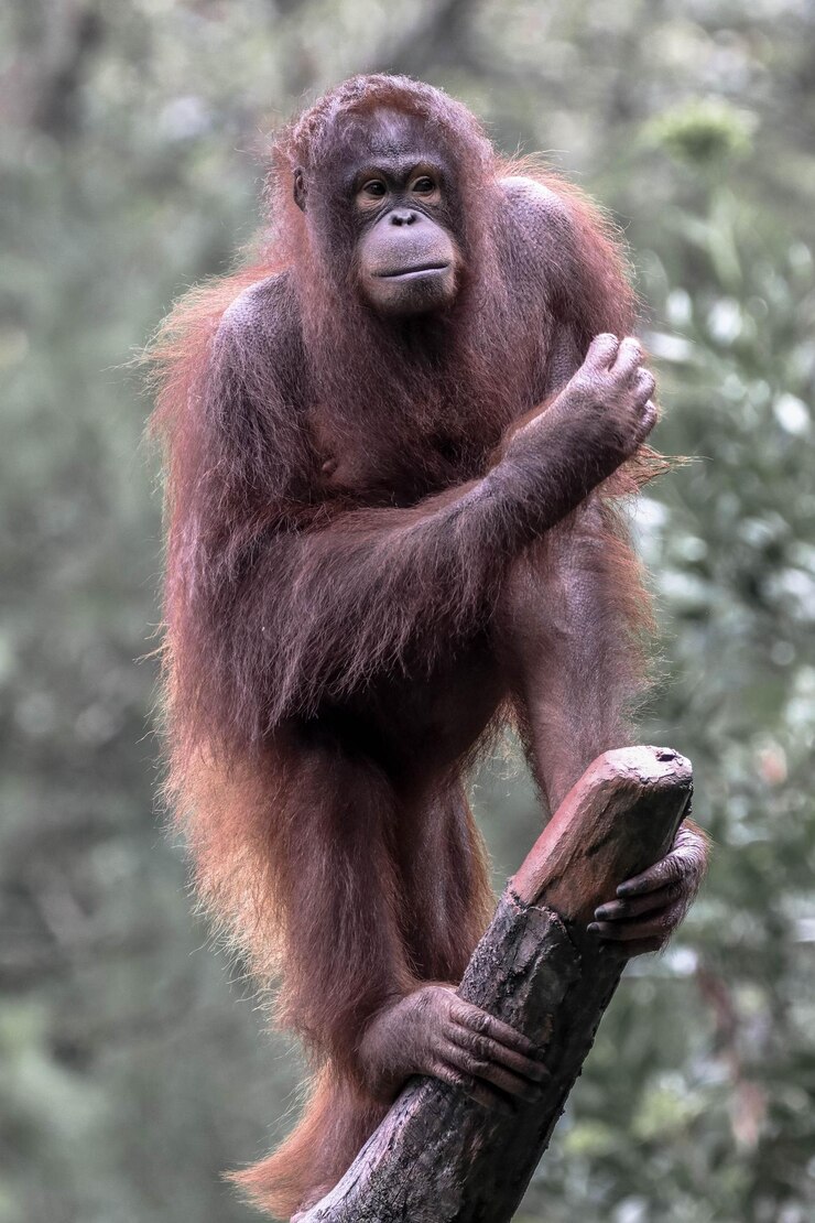 Foto el orangután de borneo