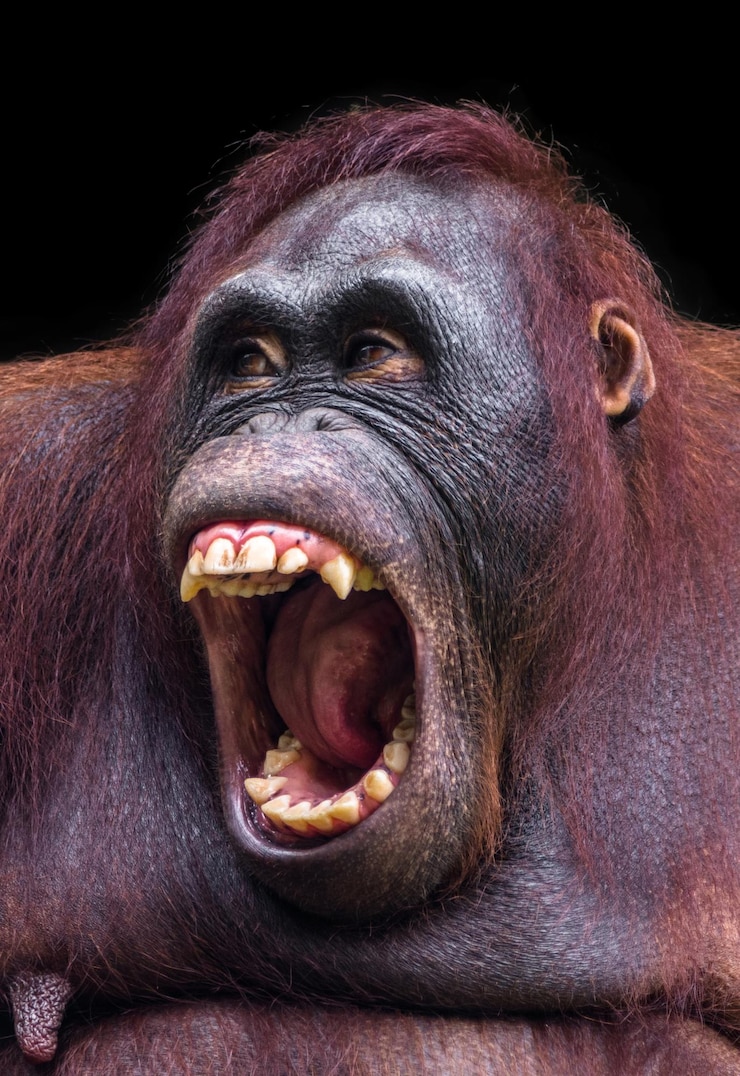 Foto el orangután enojado de borneo
