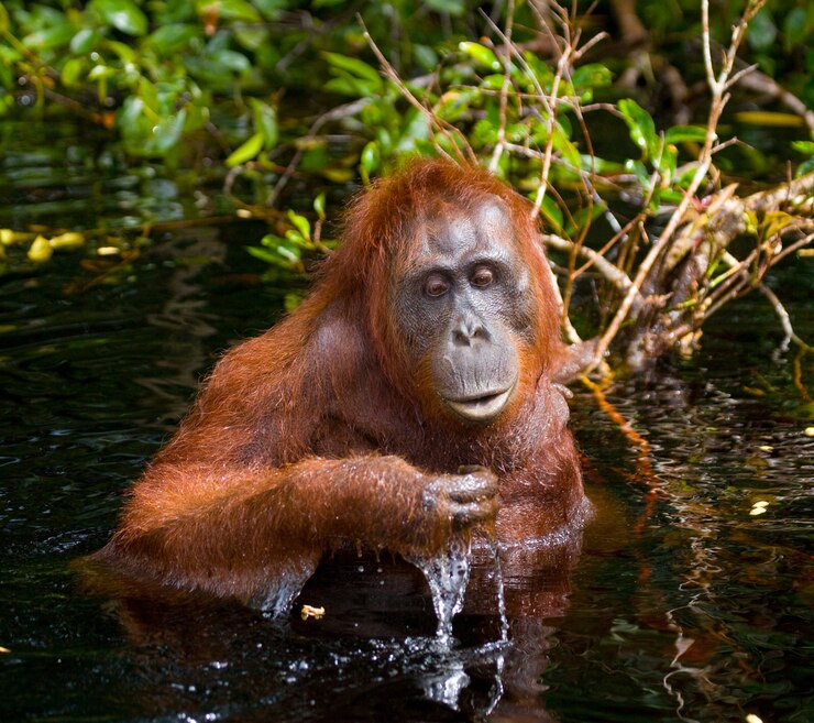Foto orangután está bebiendo agua del río en la jungla. indonesia. la isla de kalimantan (borneo).