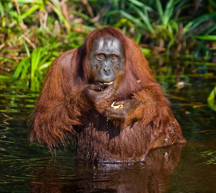 Foto orangután está bebiendo agua del río en la jungla. indonesia. la isla de kalimantan (borneo).