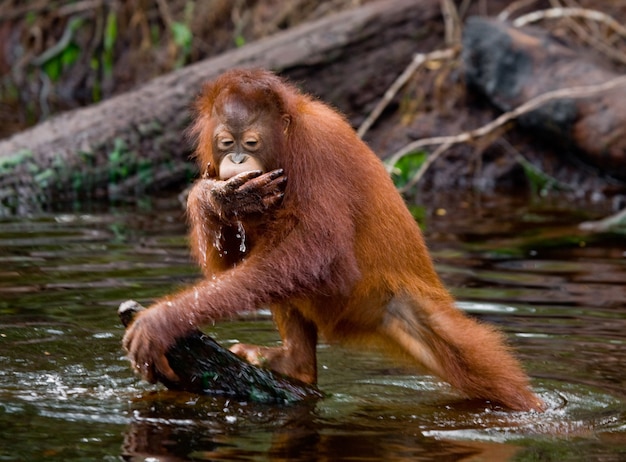 Orangután está bebiendo agua del río en la jungla. Indonesia. La isla de Kalimantan (Borneo).