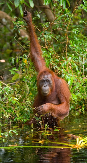 Orangután está bebiendo agua del río en la jungla. Indonesia. La isla de Kalimantan (Borneo).