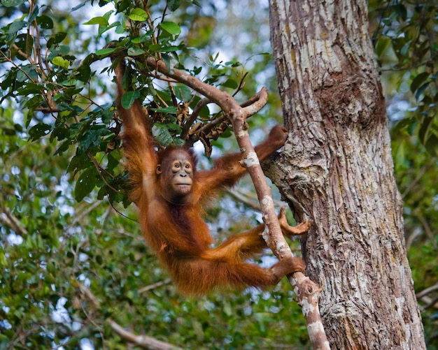 Orangután en estado salvaje. Indonesia. La isla de Kalimantan (Borneo).