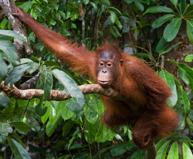 Orangután en estado salvaje. Indonesia. La isla de Kalimantan (Borneo).