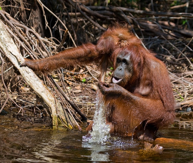 Orangután hembra y bebé beben agua del río en la jungla. Indonesia. La isla de Kalimantan (Borneo).