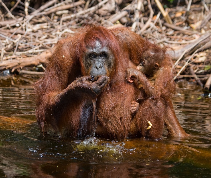 Foto orangután hembra y bebé beben agua del río en la jungla. indonesia. la isla de kalimantan (borneo).