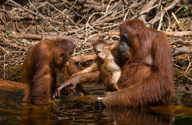 Orangután hembra con un bebé en la naturaleza. Indonesia. La isla de Kalimantan (Borneo).