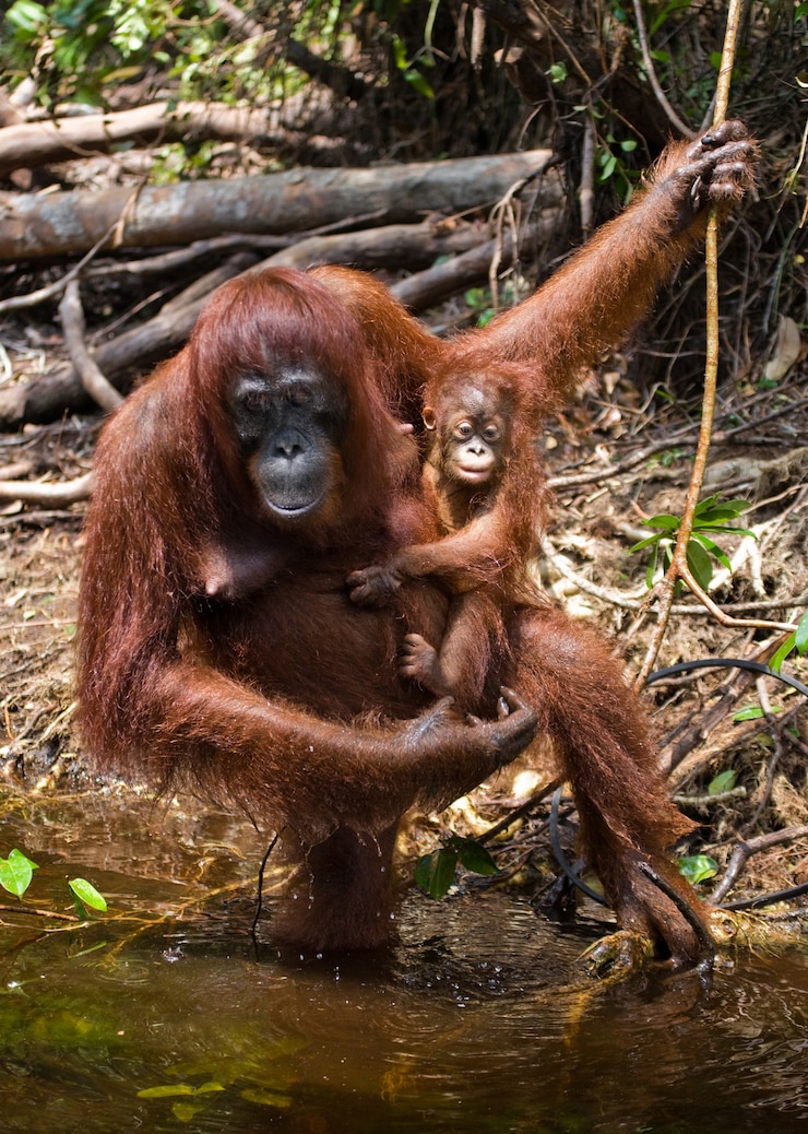 Foto orangután hembra con un bebé en la naturaleza. indonesia. la isla de kalimantan (borneo).