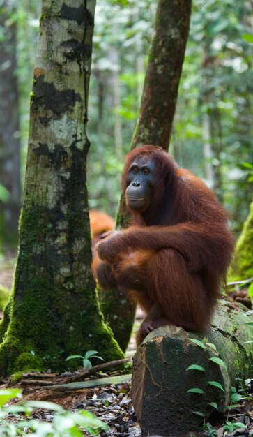 Orangután hembra con un bebé en la naturaleza. Indonesia. La isla de Kalimantan (Borneo).