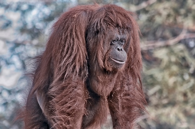 Foto orangután, indonesia, fondo del bokeh.