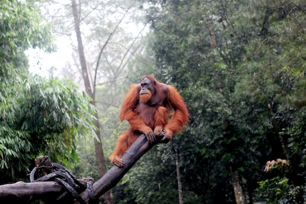 Foto orangutan en indonesia durante la temporada de lluvias