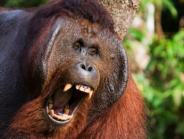 El orangután macho dominante está bostezando. Indonesia. La isla de Kalimantan (Borneo).