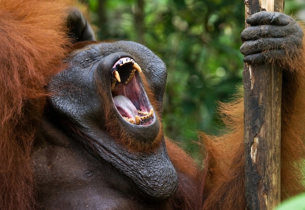 El orangután macho dominante está bostezando. Indonesia. La isla de Kalimantan (Borneo).