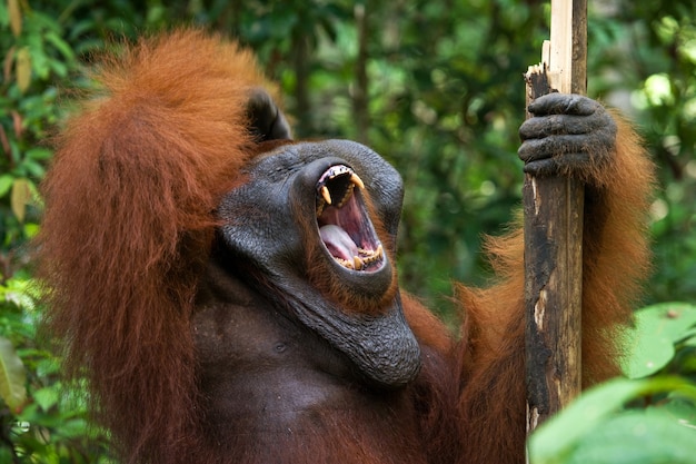 El orangután macho dominante está bostezando. Indonesia. La isla de Kalimantan (Borneo).