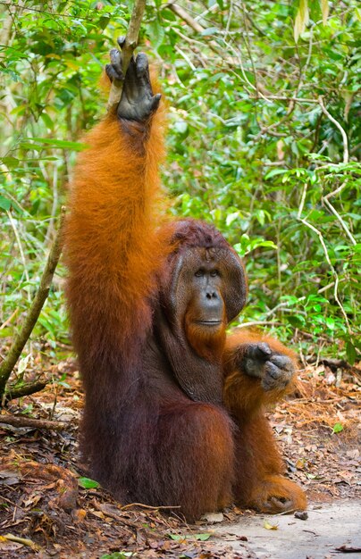 El orangután macho dominante está sentado en el suelo. Indonesia. La isla de Kalimantan (Borneo).