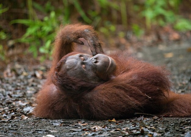 El orangután macho dominante yace en el suelo. De cerca. Indonesia. La isla de Kalimantan (Borneo).