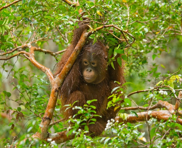 Orangután macho grande en un árbol en la naturaleza. Indonesia. La isla de Kalimantan (Borneo).