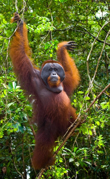 Orangután macho grande en un árbol en la naturaleza. Indonesia. La isla de Kalimantan (Borneo).