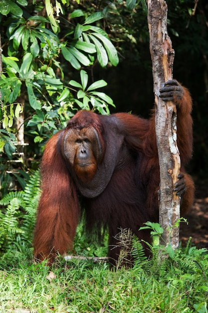 Orangután macho grande en un árbol en la naturaleza. Indonesia. La isla de Kalimantan (Borneo).