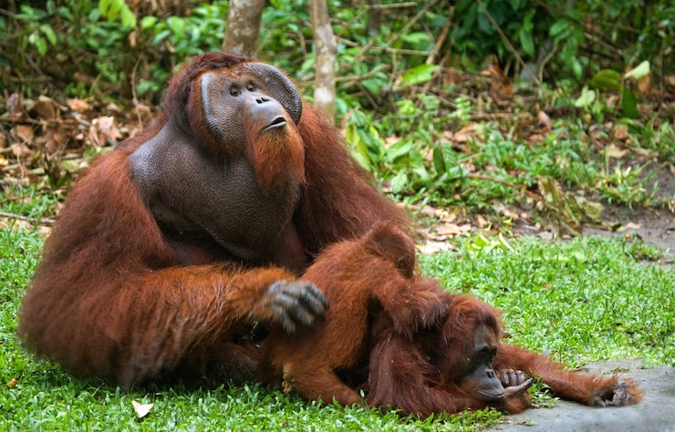 Foto el orangután macho viejo está haciendo el amor con una hembra. indonesia. la isla de borneo (kalimantan).
