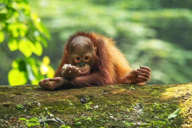 El orangután mirando hacia otro lado