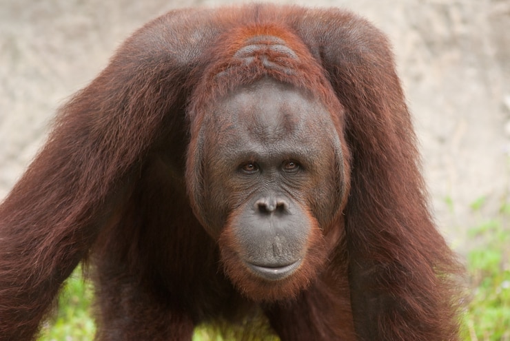 Foto el orangután (pongo pygmaeus) se encuentra actualmente solo en las selvas tropicales de borneo y sumat