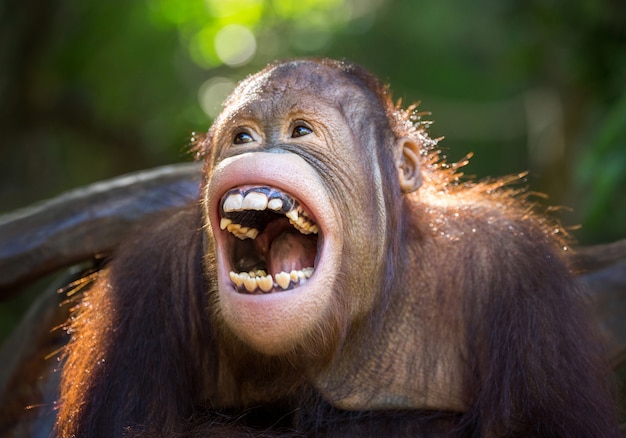 Foto el orangután se está riendo alegremente.