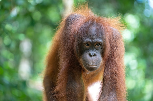 Orangután salvaje en la selva de Borneo