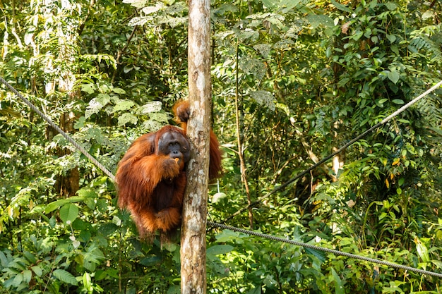 Orangután sentado en un árbol.