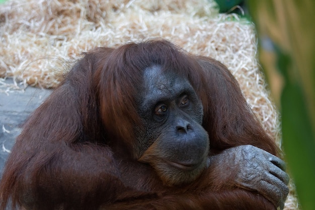 orangutan en el zoo