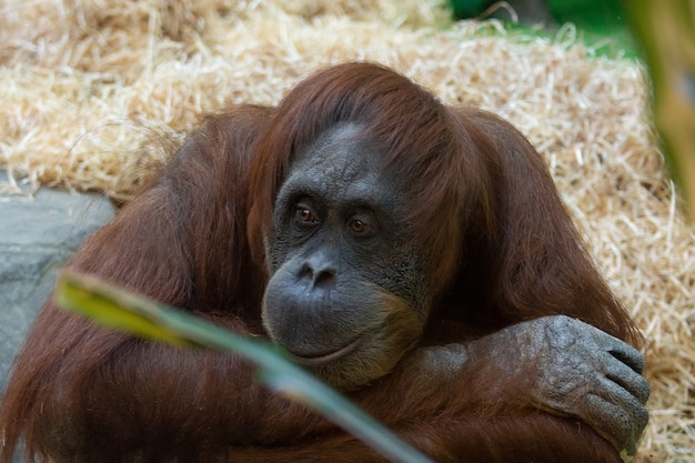 Orangután en el zoológico