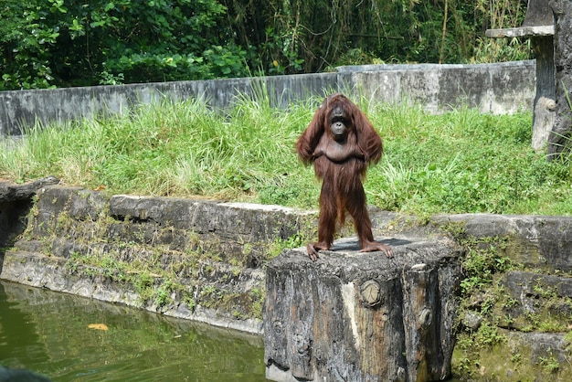 Orangutanes en el zoológico de Yogyakarta