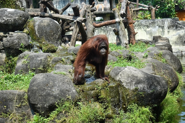 Orangutanes en el zoológico de Yogyakarta