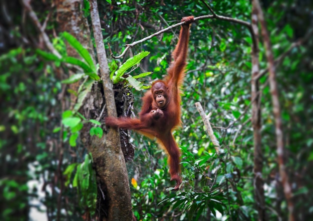 Orangutang en acción en el parque de Malasia
