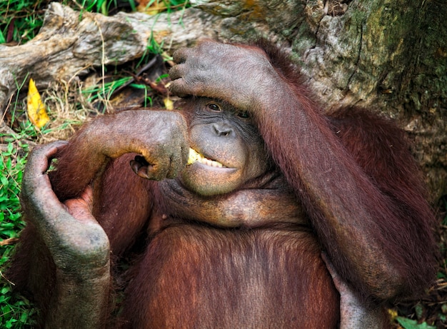 Orangutang retrato animal en el parque de Malasia