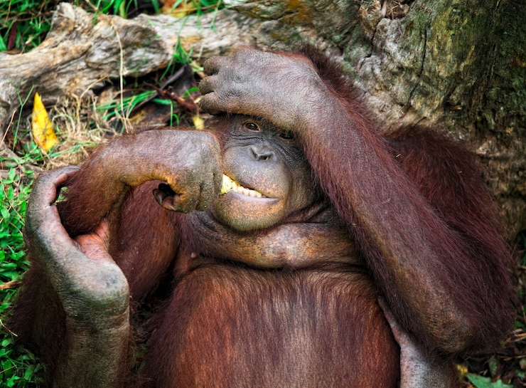 Foto orangutang retrato animal en el parque de malasia