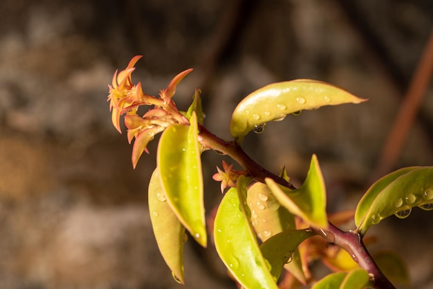 Orapronobis hermosa flor de una planta llamada Orapronobis justo después de la lluvia en Brasil enfoque selectivo