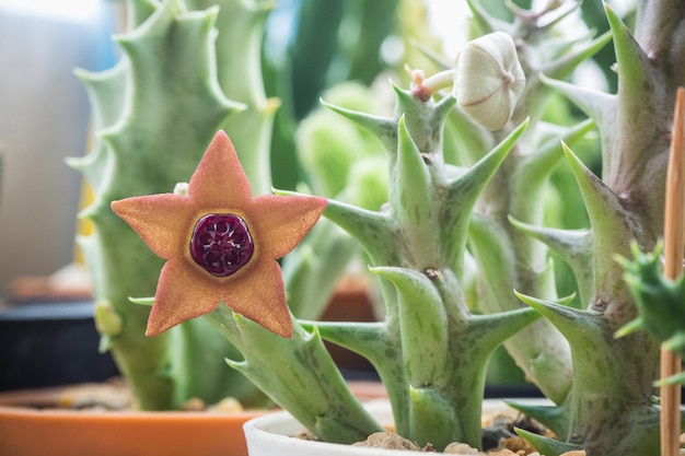 Orbea sprengeri ssp foetida ist eine Sukkulente