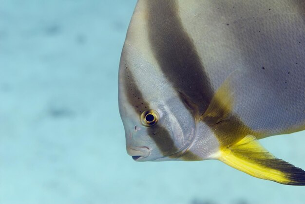 Foto orbikuläres profil des fledermausfisches