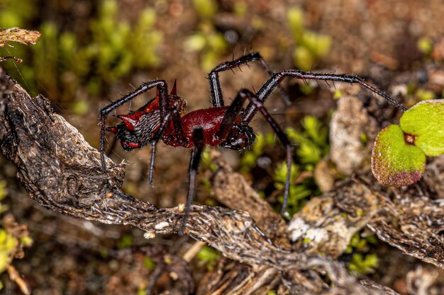 Orbweaver masculino adulto